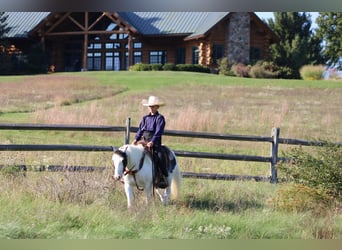 Más ponis/caballos pequeños, Caballo castrado, 5 años, Pío