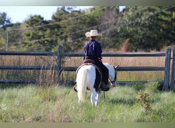 Más ponis/caballos pequeños, Caballo castrado, 5 años, Pío