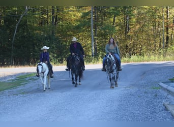 Más ponis/caballos pequeños, Caballo castrado, 5 años, Pío