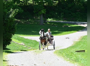 Más ponis/caballos pequeños, Caballo castrado, 5 años, Pío