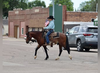 Más ponis/caballos pequeños, Caballo castrado, 5 años, Pío