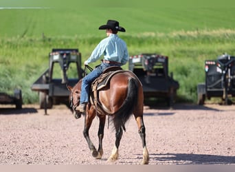 Más ponis/caballos pequeños, Caballo castrado, 5 años, Pío