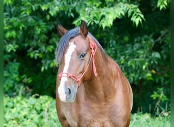 Más ponis/caballos pequeños, Caballo castrado, 5 años, Pío