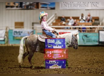 Más ponis/caballos pequeños, Caballo castrado, 6 años, 102 cm, Palomino