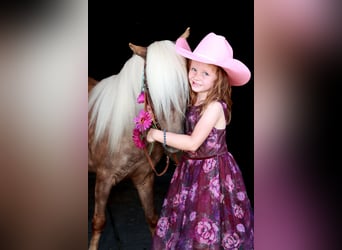 Más ponis/caballos pequeños, Caballo castrado, 6 años, 102 cm, Palomino