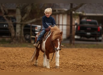 Más ponis/caballos pequeños, Caballo castrado, 6 años, 102 cm, Pío