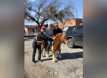 Más ponis/caballos pequeños, Caballo castrado, 6 años, 102 cm, Pío