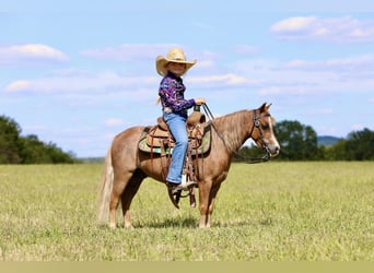 Más ponis/caballos pequeños, Caballo castrado, 6 años, 102 cm, Ruano alazán
