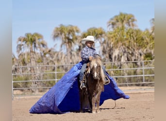 Más ponis/caballos pequeños, Caballo castrado, 6 años, 107 cm