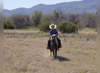 Más ponis/caballos pequeños, Caballo castrado, 6 años, 107 cm