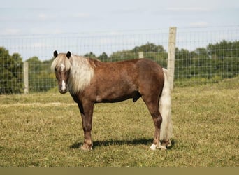 Más ponis/caballos pequeños, Caballo castrado, 6 años, 107 cm