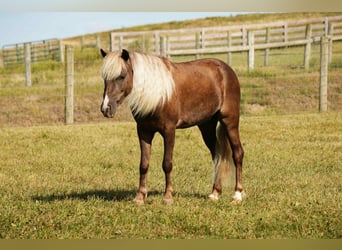 Más ponis/caballos pequeños, Caballo castrado, 6 años, 107 cm