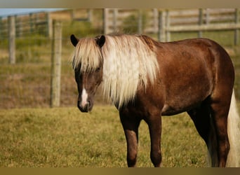 Más ponis/caballos pequeños, Caballo castrado, 6 años, 107 cm