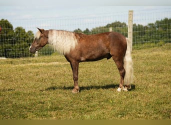 Más ponis/caballos pequeños, Caballo castrado, 6 años, 107 cm