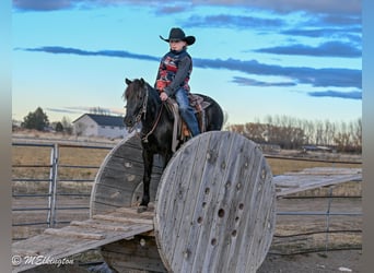 Más ponis/caballos pequeños, Caballo castrado, 6 años, 117 cm, Negro