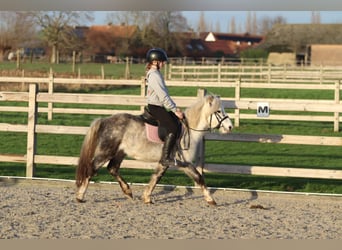 Más ponis/caballos pequeños, Caballo castrado, 6 años, 121 cm, Porcelana