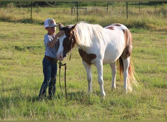 Más ponis/caballos pequeños, Caballo castrado, 6 años, 122 cm, Pío