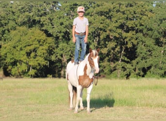 Más ponis/caballos pequeños, Caballo castrado, 6 años, 122 cm, Pío