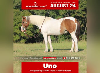 Más ponis/caballos pequeños, Caballo castrado, 6 años, 122 cm, Pío