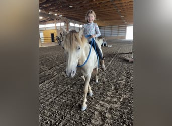 Más ponis/caballos pequeños, Caballo castrado, 6 años, 124 cm, Champán