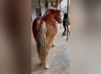 Más ponis/caballos pequeños, Caballo castrado, 6 años, 125 cm, Alazán