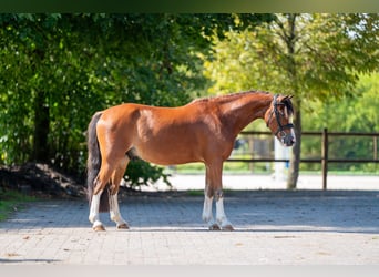Más ponis/caballos pequeños, Caballo castrado, 6 años, 126 cm, Castaño