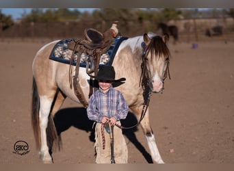 Más ponis/caballos pequeños, Caballo castrado, 6 años, 130 cm
