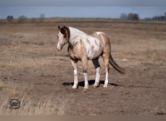 Más ponis/caballos pequeños, Caballo castrado, 6 años, 130 cm, Pío