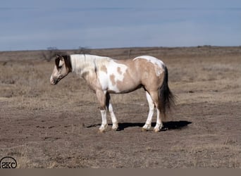 Más ponis/caballos pequeños, Caballo castrado, 6 años, 130 cm, Pío