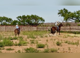 Más ponis/caballos pequeños, Caballo castrado, 6 años, 132 cm, Alazán rojizo
