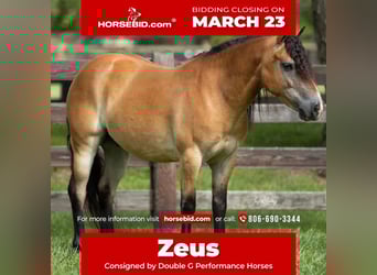 Más ponis/caballos pequeños, Caballo castrado, 6 años, 132 cm, Bayo