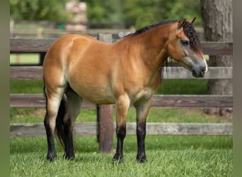 Más ponis/caballos pequeños, Caballo castrado, 6 años, 132 cm, Bayo