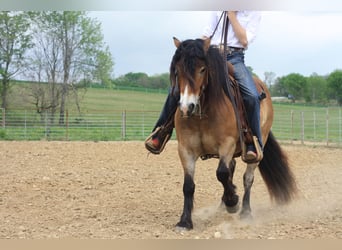 Más ponis/caballos pequeños, Caballo castrado, 6 años, 132 cm, Bayo