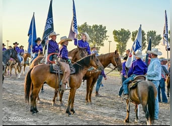 Más ponis/caballos pequeños, Caballo castrado, 6 años, 135 cm, Castaño rojizo