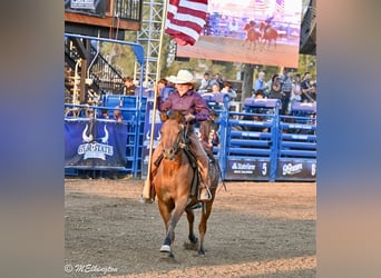 Más ponis/caballos pequeños, Caballo castrado, 6 años, 135 cm, Castaño rojizo