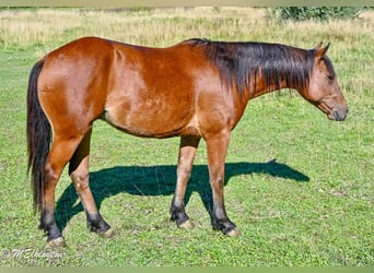 Más ponis/caballos pequeños, Caballo castrado, 6 años, 135 cm, Castaño rojizo