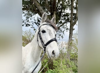 Más ponis/caballos pequeños, Caballo castrado, 6 años, 135 cm, Tordo