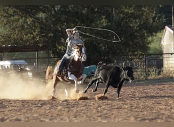 Más ponis/caballos pequeños, Caballo castrado, 6 años, 137 cm, Pío