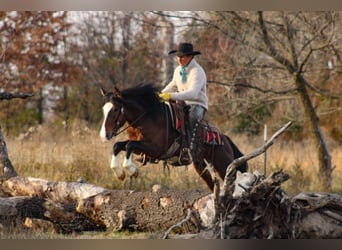 Más ponis/caballos pequeños, Caballo castrado, 6 años, 142 cm, Pío