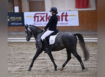Más ponis/caballos pequeños, Caballo castrado, 6 años, 143 cm, Tordo