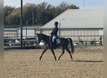 Más ponis/caballos pequeños, Caballo castrado, 6 años, 143 cm, Tordo