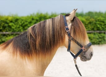 Más ponis/caballos pequeños, Caballo castrado, 6 años, 145 cm, Bayo