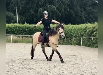 Más ponis/caballos pequeños, Caballo castrado, 6 años, 145 cm, Bayo
