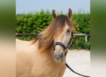 Más ponis/caballos pequeños, Caballo castrado, 6 años, 145 cm, Bayo