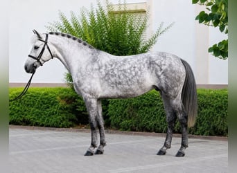 Más ponis/caballos pequeños, Caballo castrado, 6 años, 147 cm, Tordo