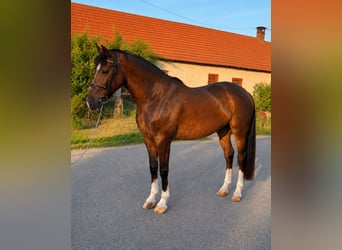 Más ponis/caballos pequeños, Caballo castrado, 6 años, 148 cm, Castaño