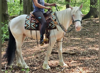 Más ponis/caballos pequeños, Caballo castrado, 6 años, 148 cm, Pío
