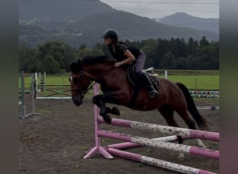 Más ponis/caballos pequeños, Caballo castrado, 6 años, 149 cm, Castaño