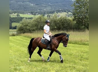 Más ponis/caballos pequeños, Caballo castrado, 6 años, 149 cm, Castaño