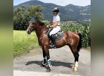 Más ponis/caballos pequeños, Caballo castrado, 6 años, 149 cm, Castaño